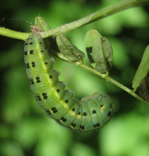 Colias alfacariensis